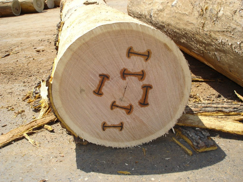 Plastic Stitches | FlitchSavers Log Repair | U-C Coatings